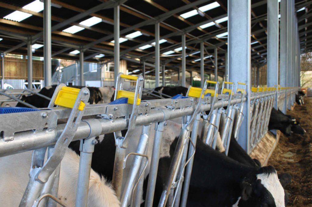 The YokeMaster® self-locking yoke panel allows for dairy cattle to feed freely as they would at a standard feed barrier but it also allows for the animals to be locked into the panel through the use of a simple operating handle
