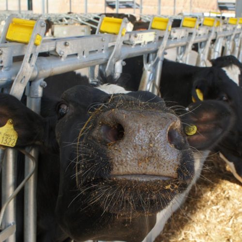 New funding to support dairy farmers through coronavirus