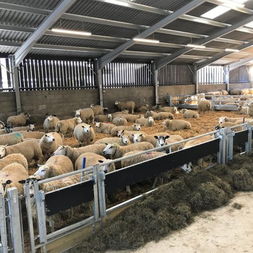Exciting New Sheep Housing Refurbishment Ahead of Lambing