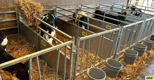 Calf Housing