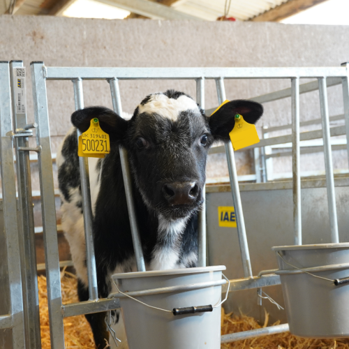 Animal Health & Welfare Infrastructure Grant for Calf Housing
