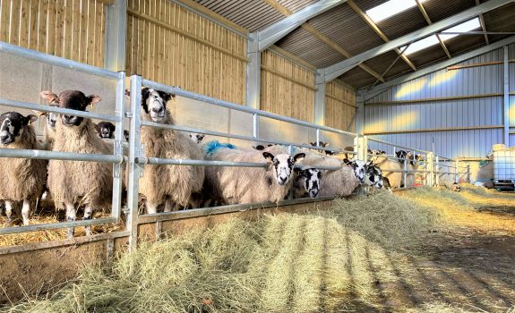 With lambing just around the corner, are you prepared?