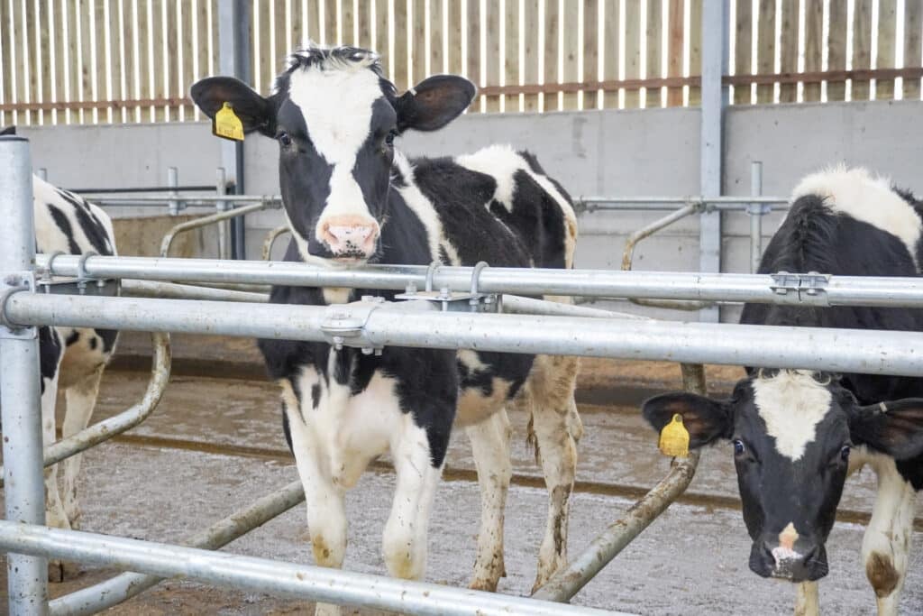 Calves adapting to cubicle housing