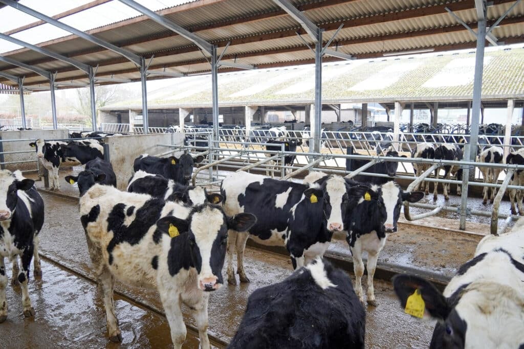 Youngstock cubicles with feed barriers