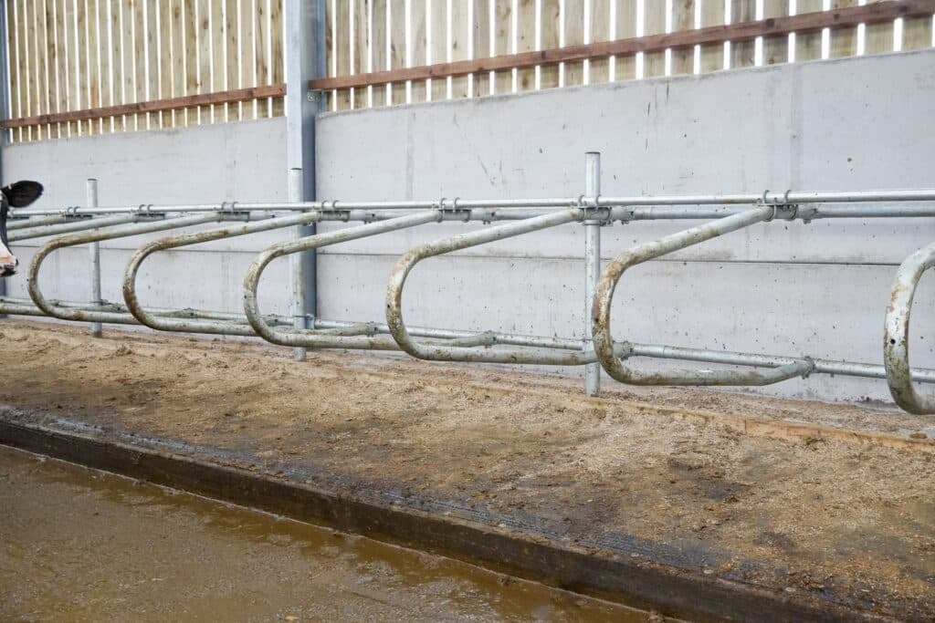 Youngstock cubicle loops